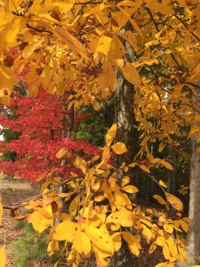 What color are the leaves on your favorite fall tree?